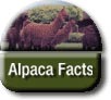 Alpaca Information and Facts