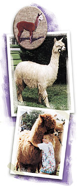 Alpaca Facts, Information