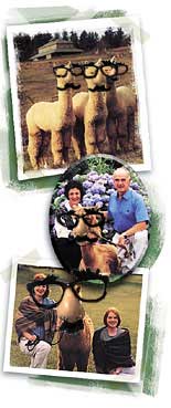 Alpaca Investment Potential