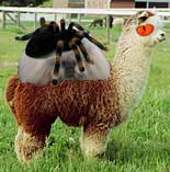 Huacaya Alpaca