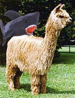 Suri Alpaca